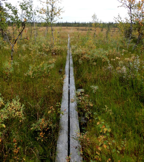 Een eenvoudig knuppelpad door moerassen in Noord-Zweden. Foto door auteur, zomer 2013.